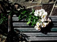 Rose Covered Bench