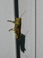 Shadow Hopper