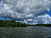 Mangrove Refuge