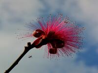 Bee on Shaving Brush