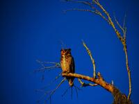 The Great Horned Owl