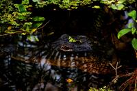 Corkscrew Swamp Sanctuary