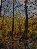 florida, naples, collier county, crew bird rookery swamp trail,