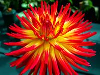 Friendly Dahlia