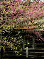 Spring At Hunters Cabin