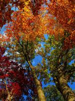 Fall Jubilee