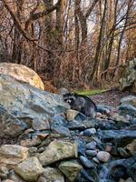 Rocky Raccoon