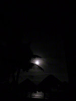 Tropical Moonlit Night