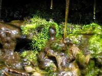 Spring Slime