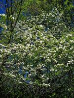 Spring Dogwood