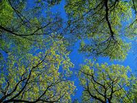 Looking Up