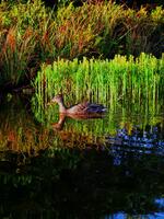 Duck Reflections
