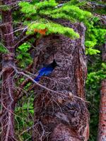 Stellers Jay