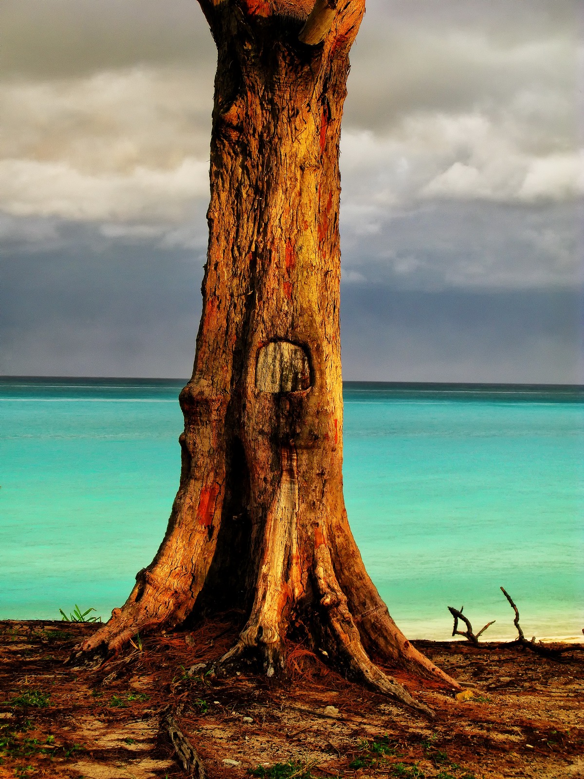 A mystical tree which stands guard at Spook Hill Beach.
