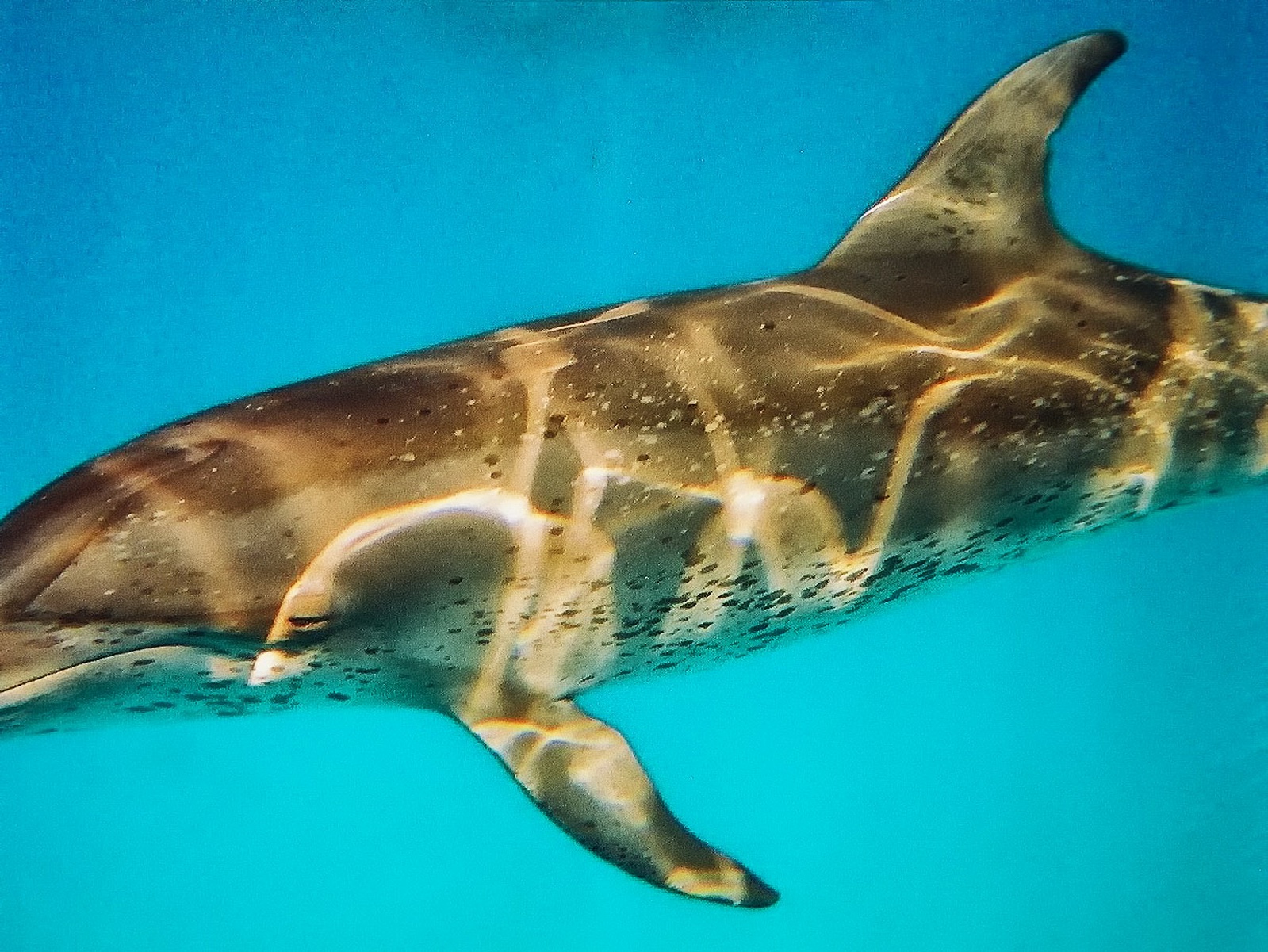 This beautiful dolphin was my first underwater experience .