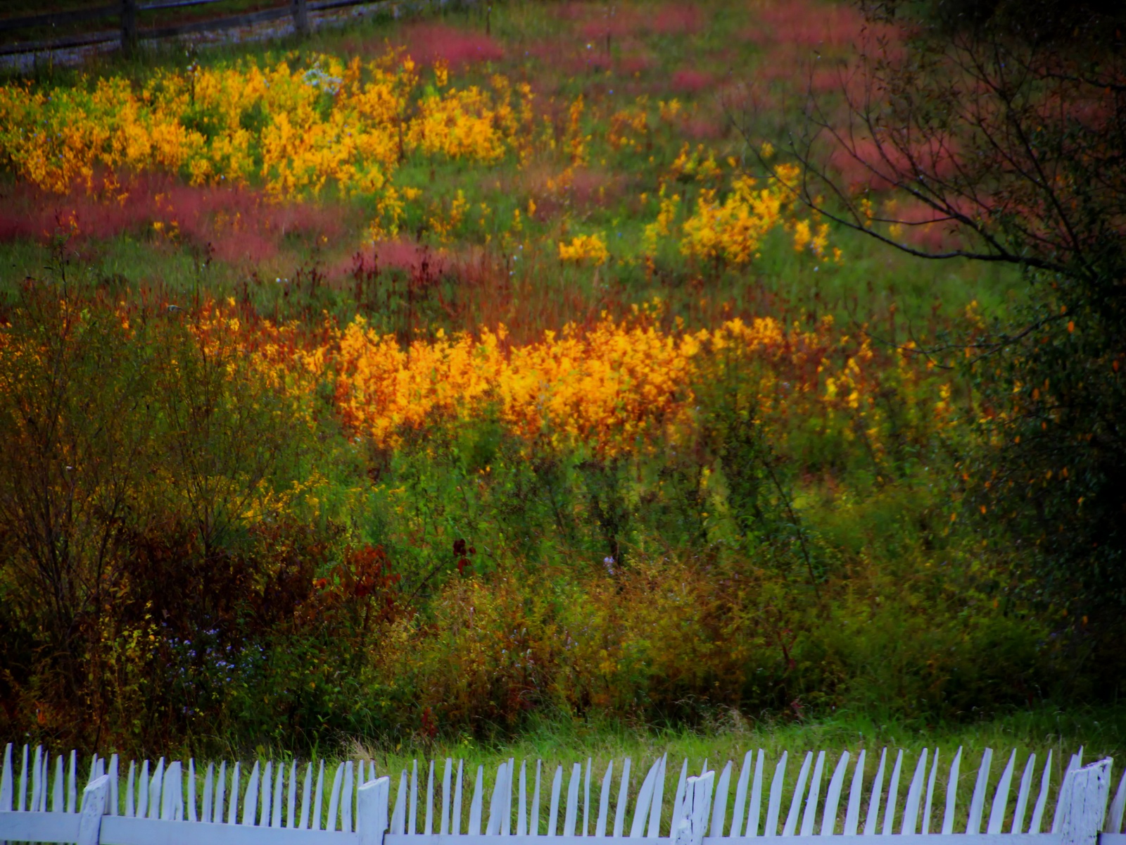 Milkweed fills a long abandoned dairy cow pasture.