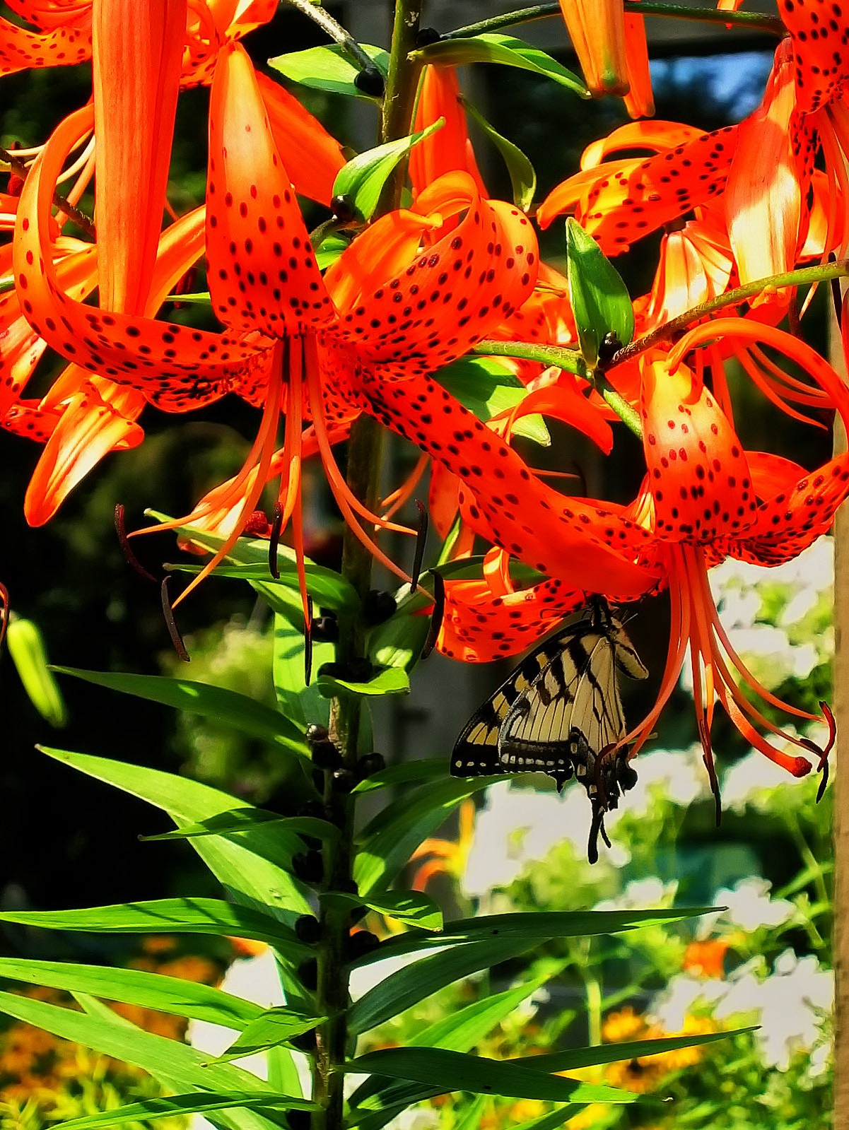 Orange Tigerlilys attract butterflys to feed and spread important pollen.
