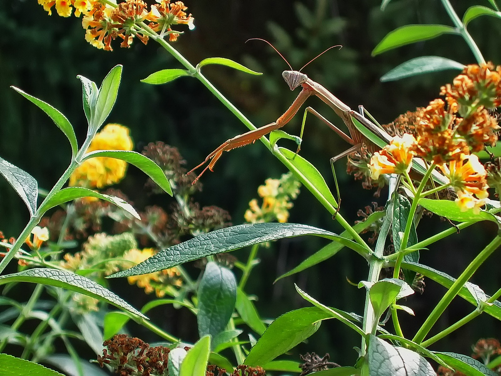 The Praying Mantis stays still and focused waiting for its next victim.