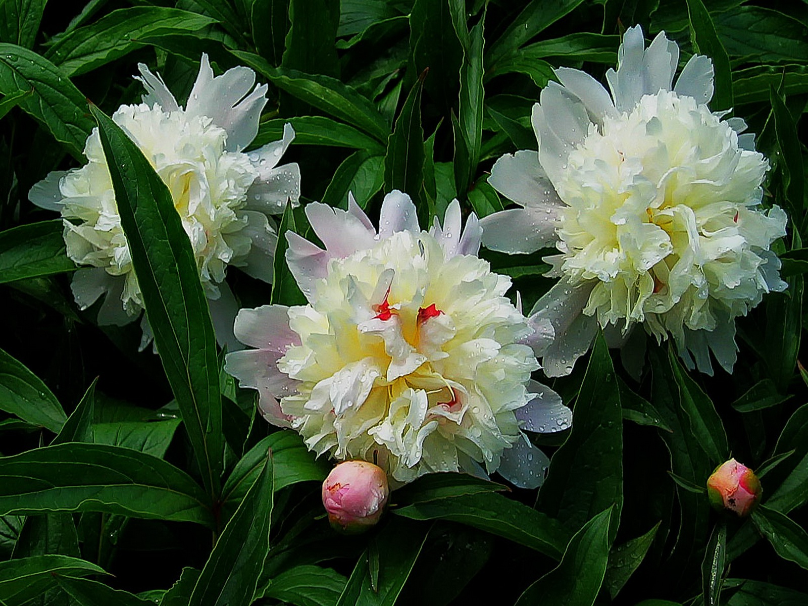 The fragrance of Peonies fills the yard and vase.