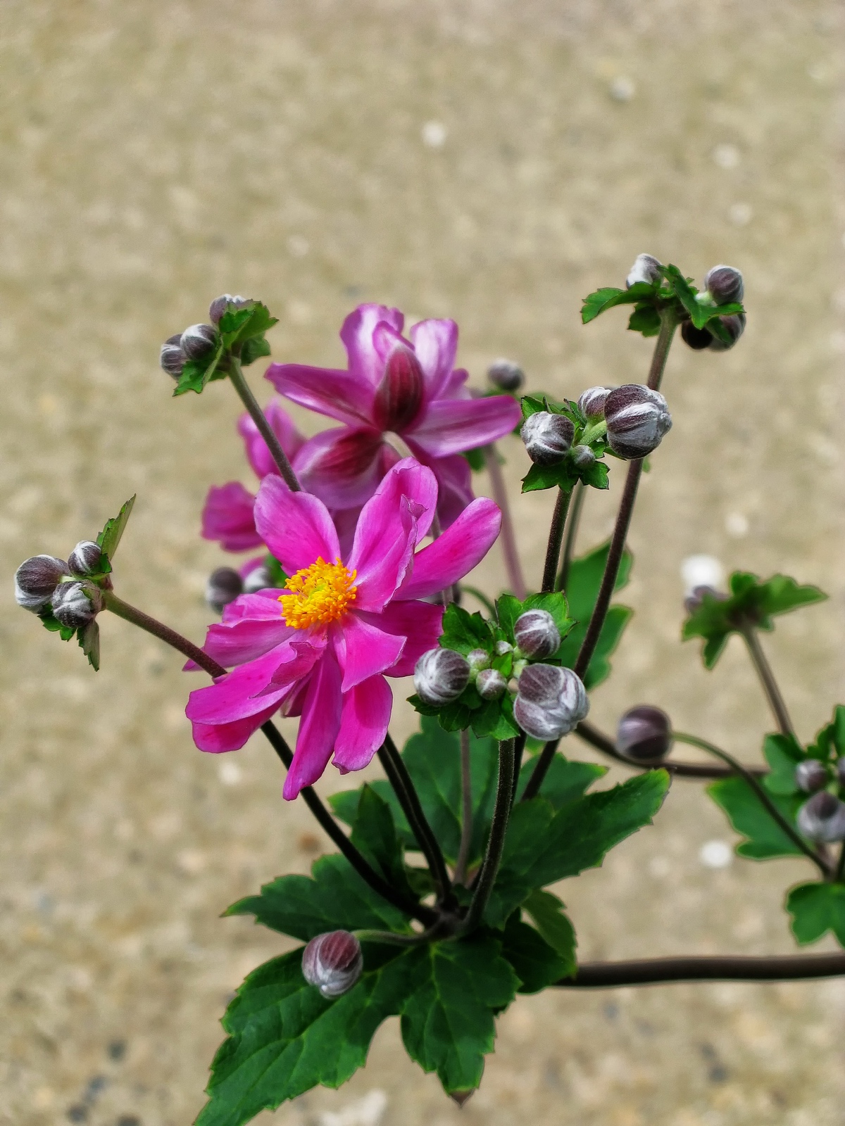 Flower buds eagerly await there moment to bloom.