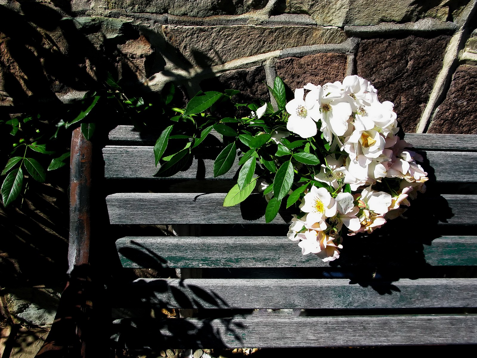 The old park bench gave this climbing rose a place to rest.