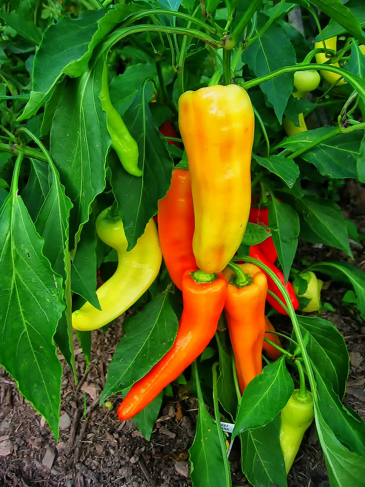 So inviting are these colorful peppers.