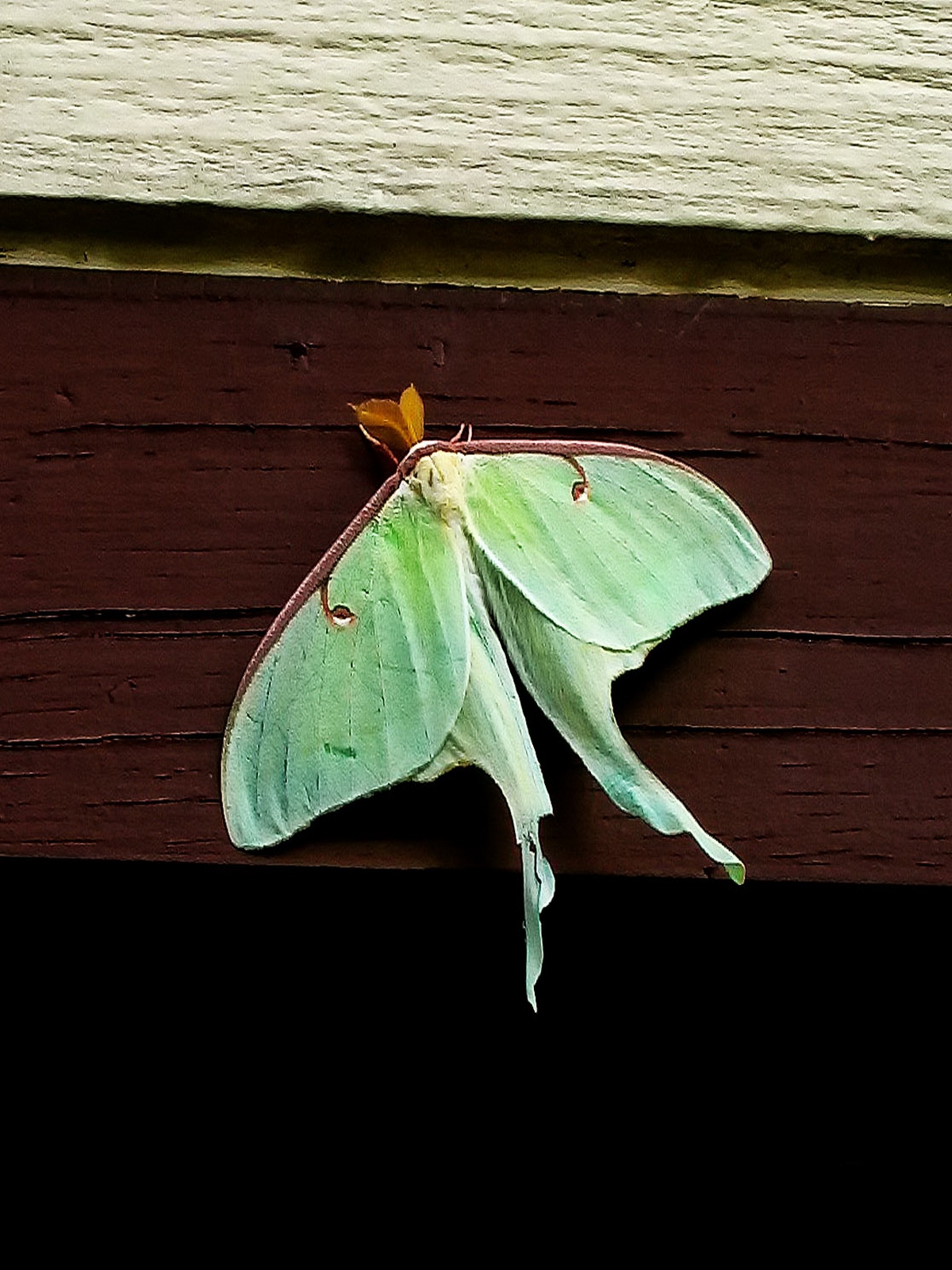 The Luna Moth is one of the largest moths in North America.