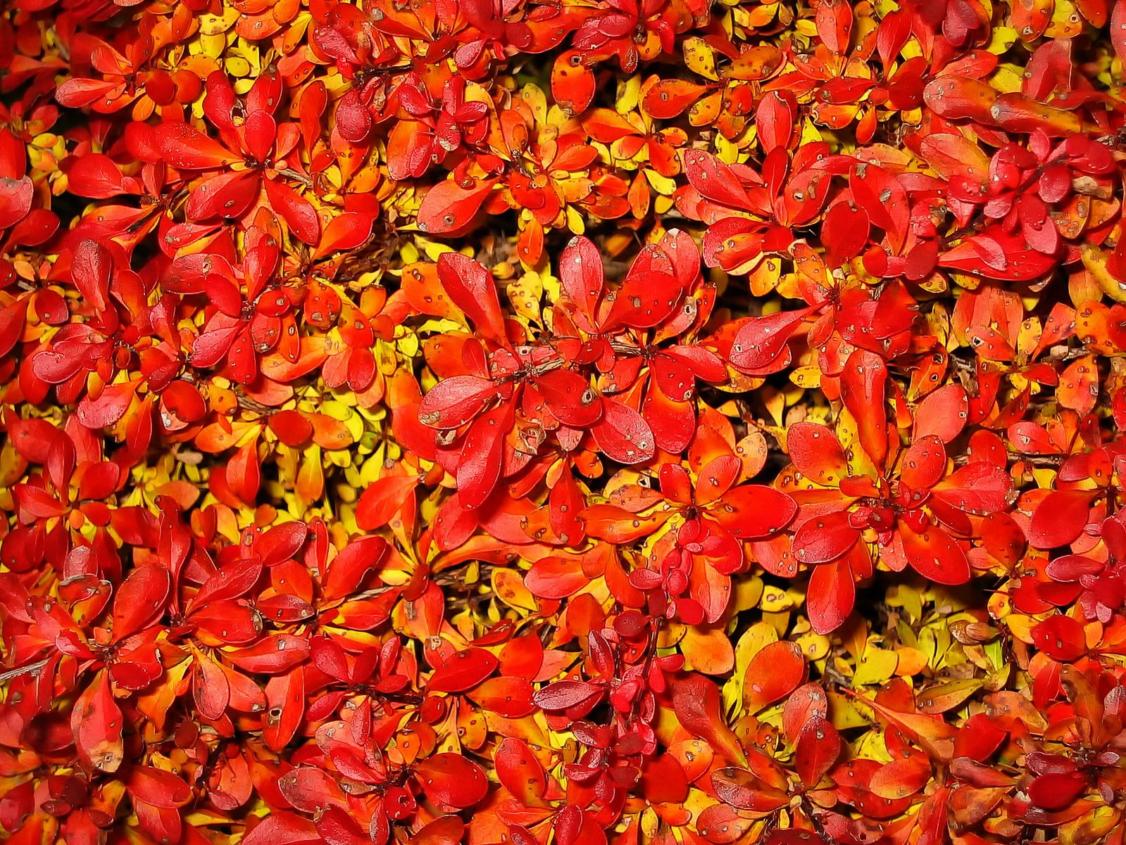 Barberry fruit provides meals to many birds during winter.