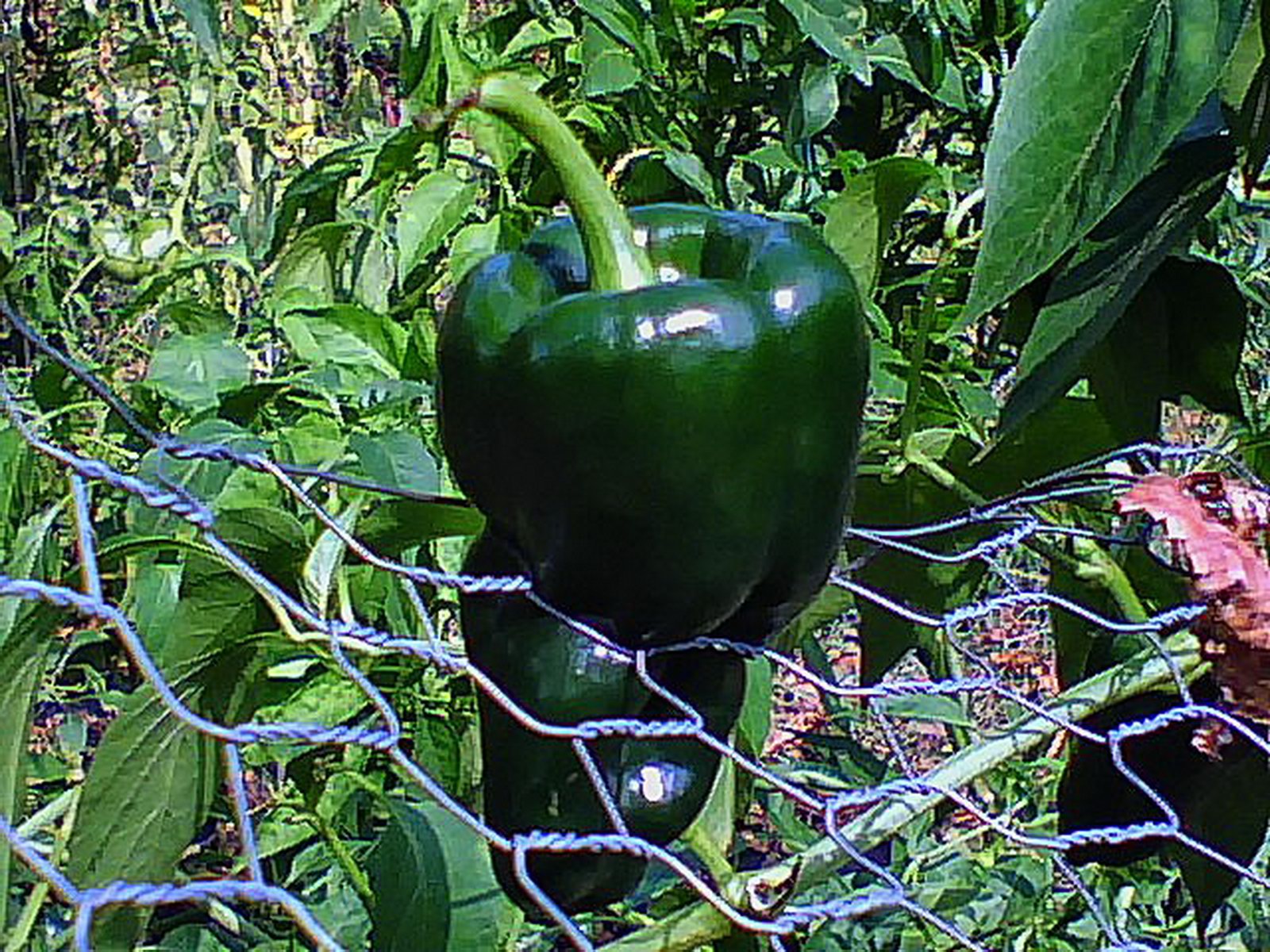 Local farmers feel the squeeze of corporate farming by producing less then 2 percent of our food supply.