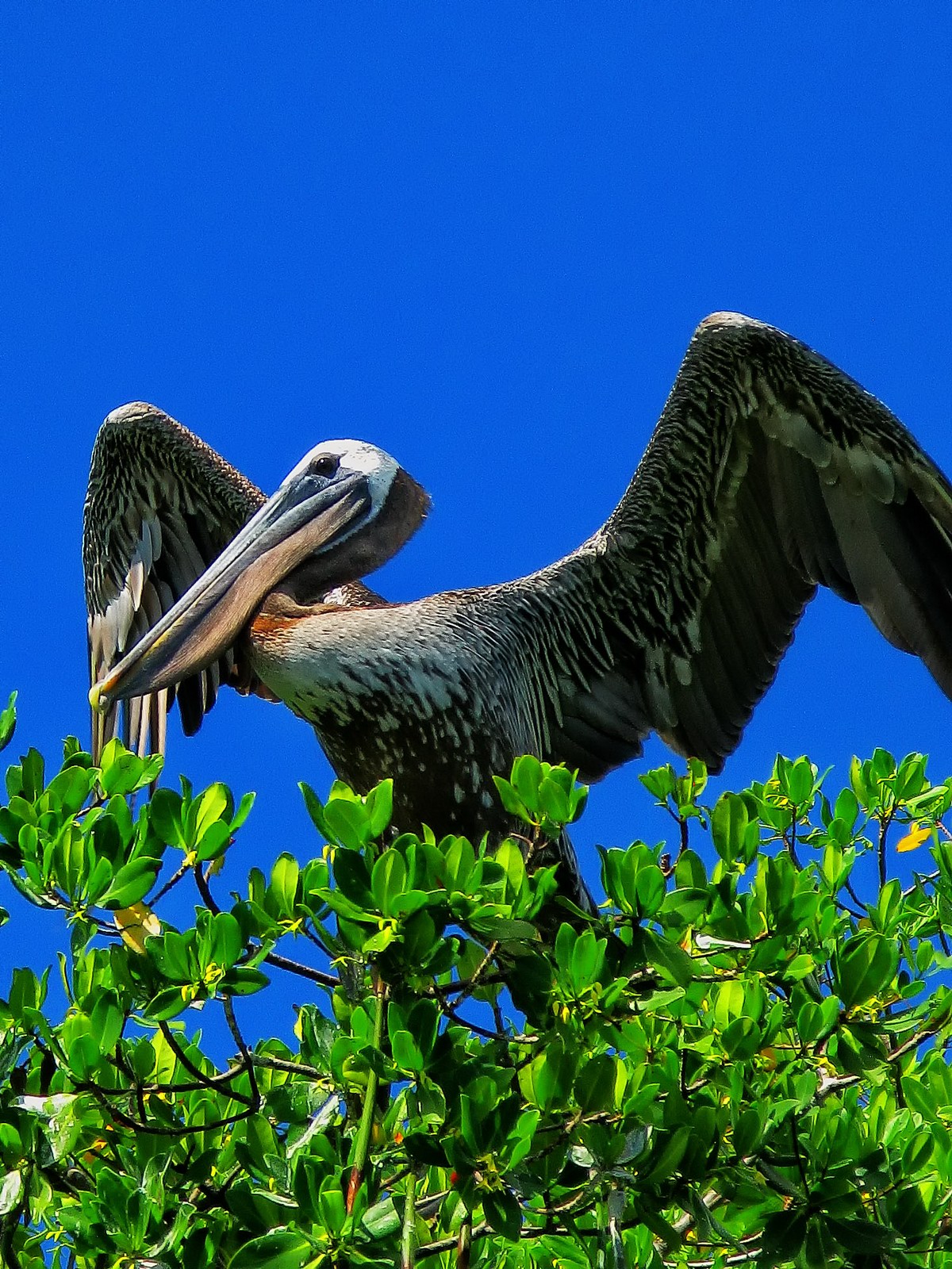 Sunrise provides the Brown Pelican a moment to spread his wings and dry.
