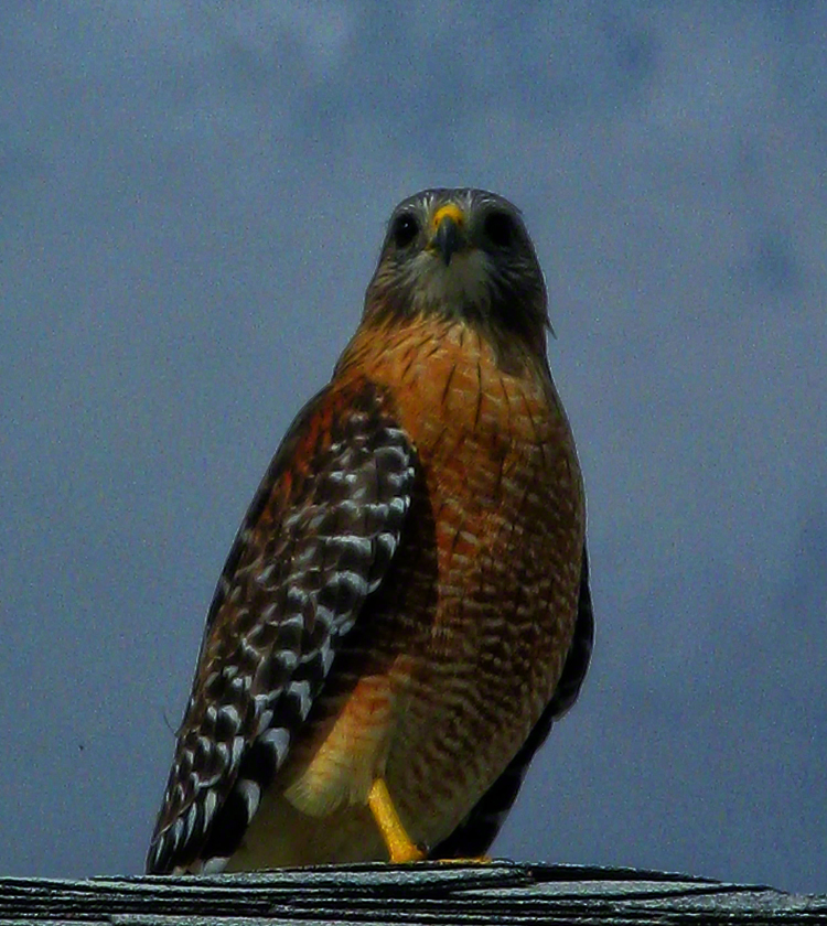 A Red Shoulder Hawk keeps vigil over the community.