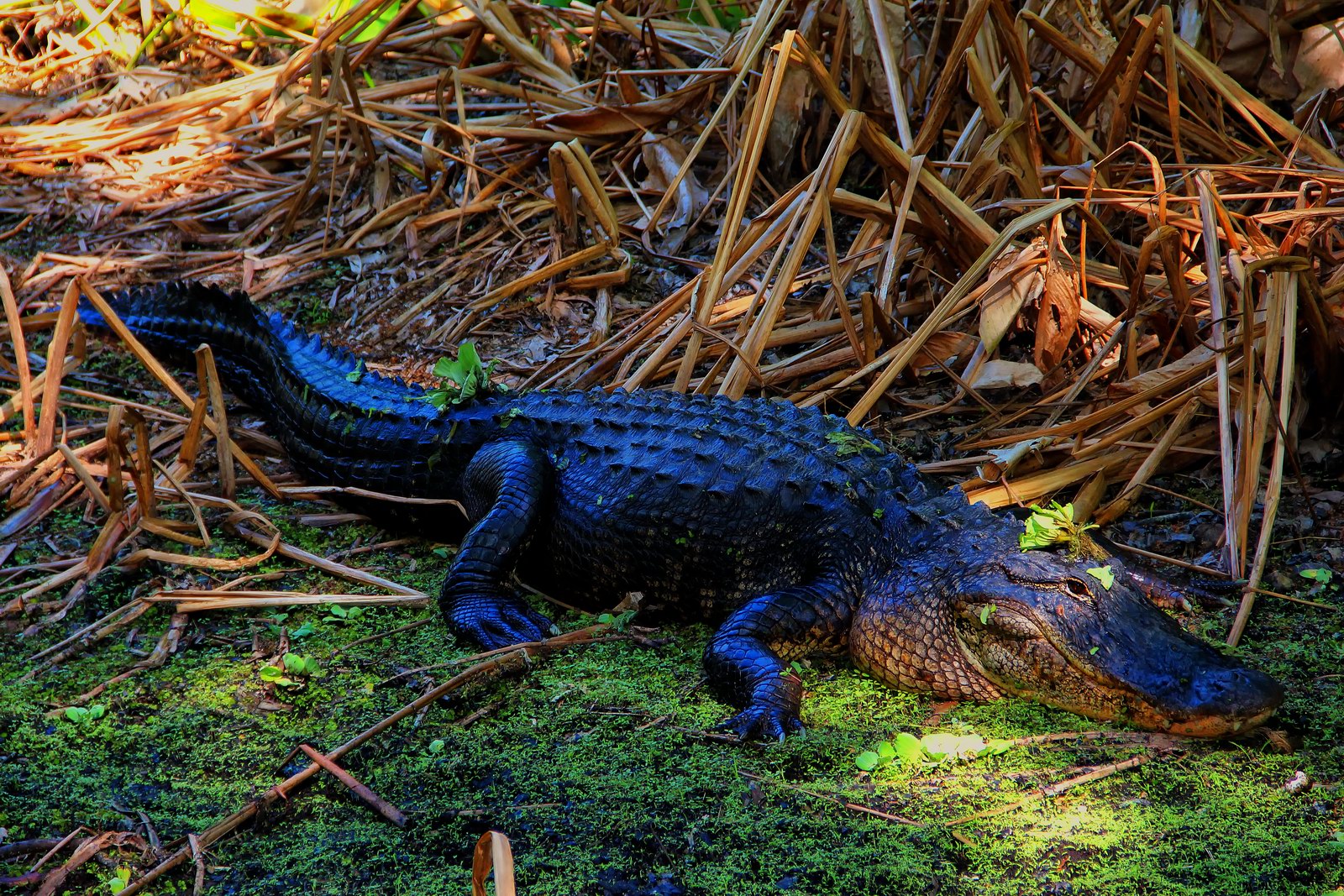 A very large alligator emerged from the water at Corkscrew Swamp Sanctuary and paused for photographs.