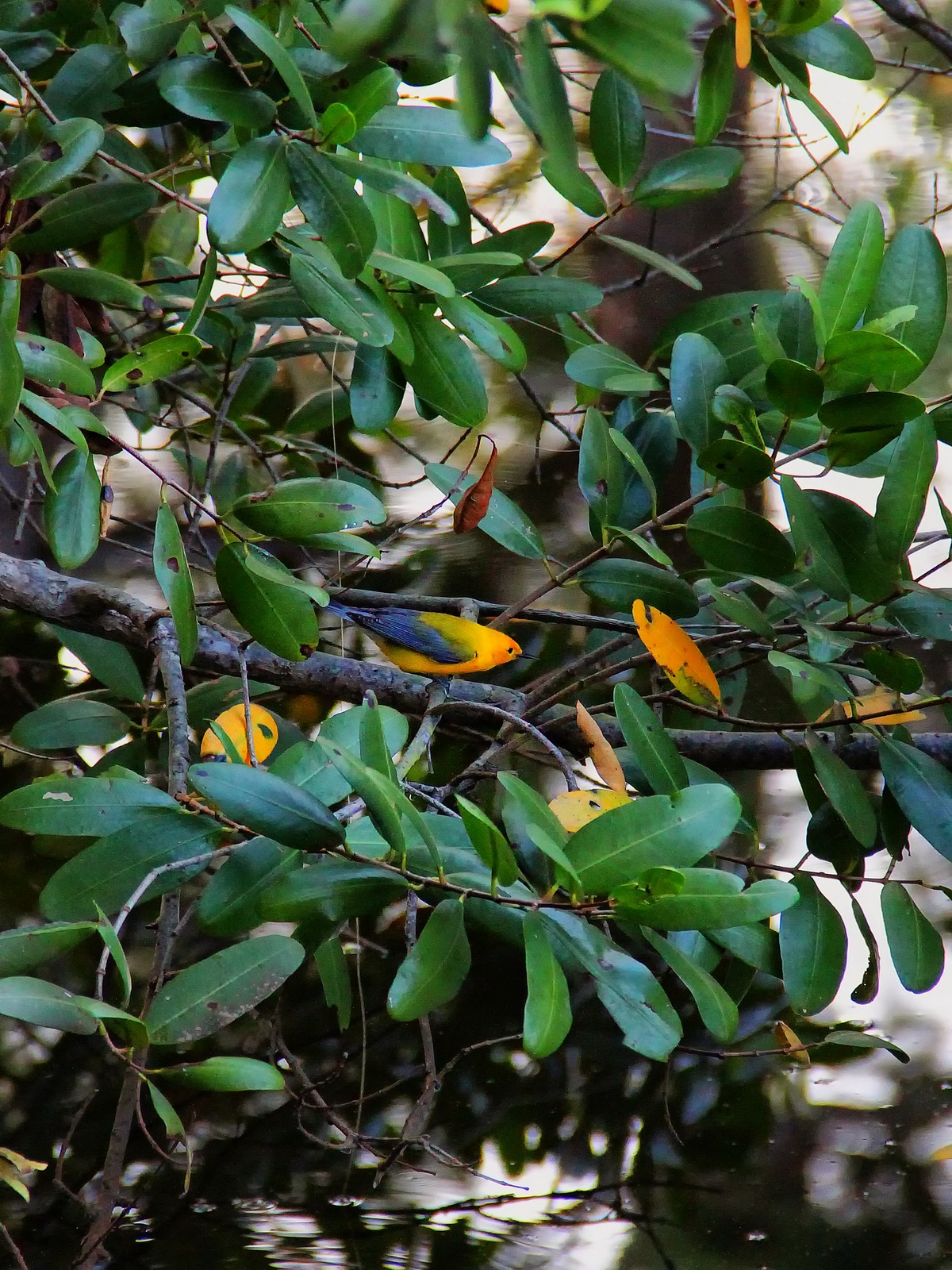 This Warbler with the long name blends perfectly within the mangroves.