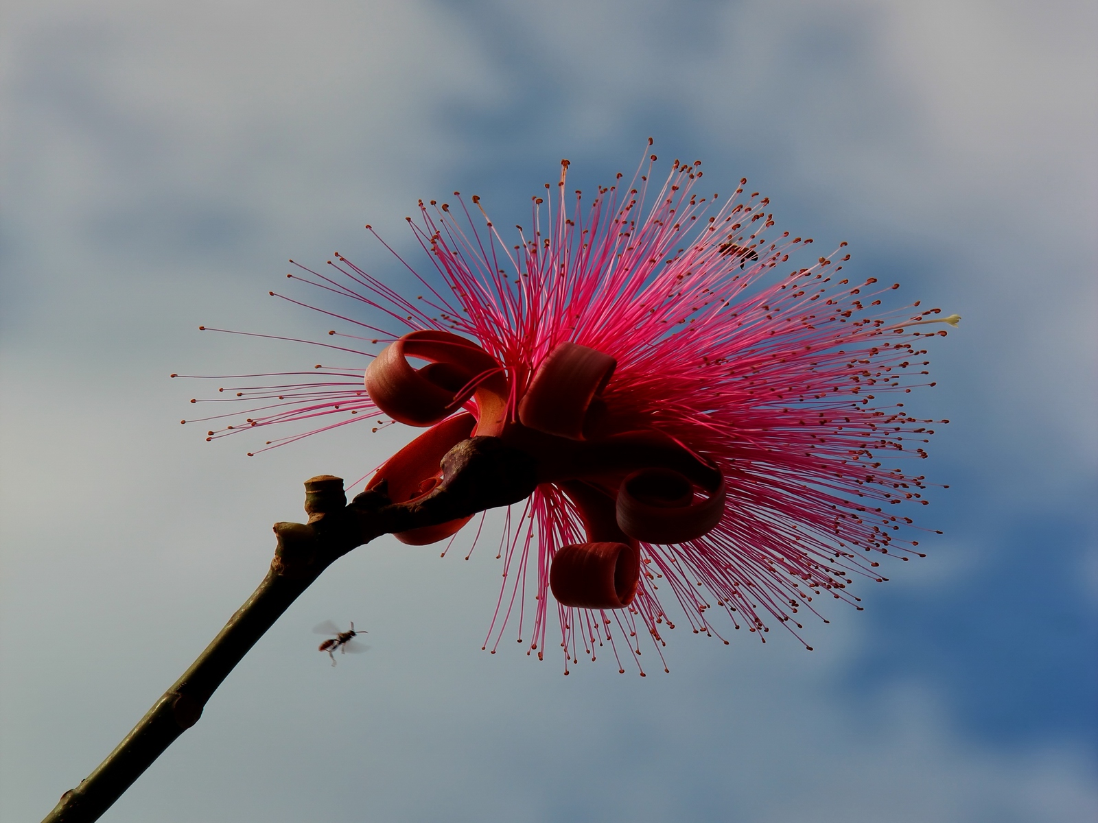 In the gardens of Lakes Park the Shaving Brush Tree captivates the local bees.