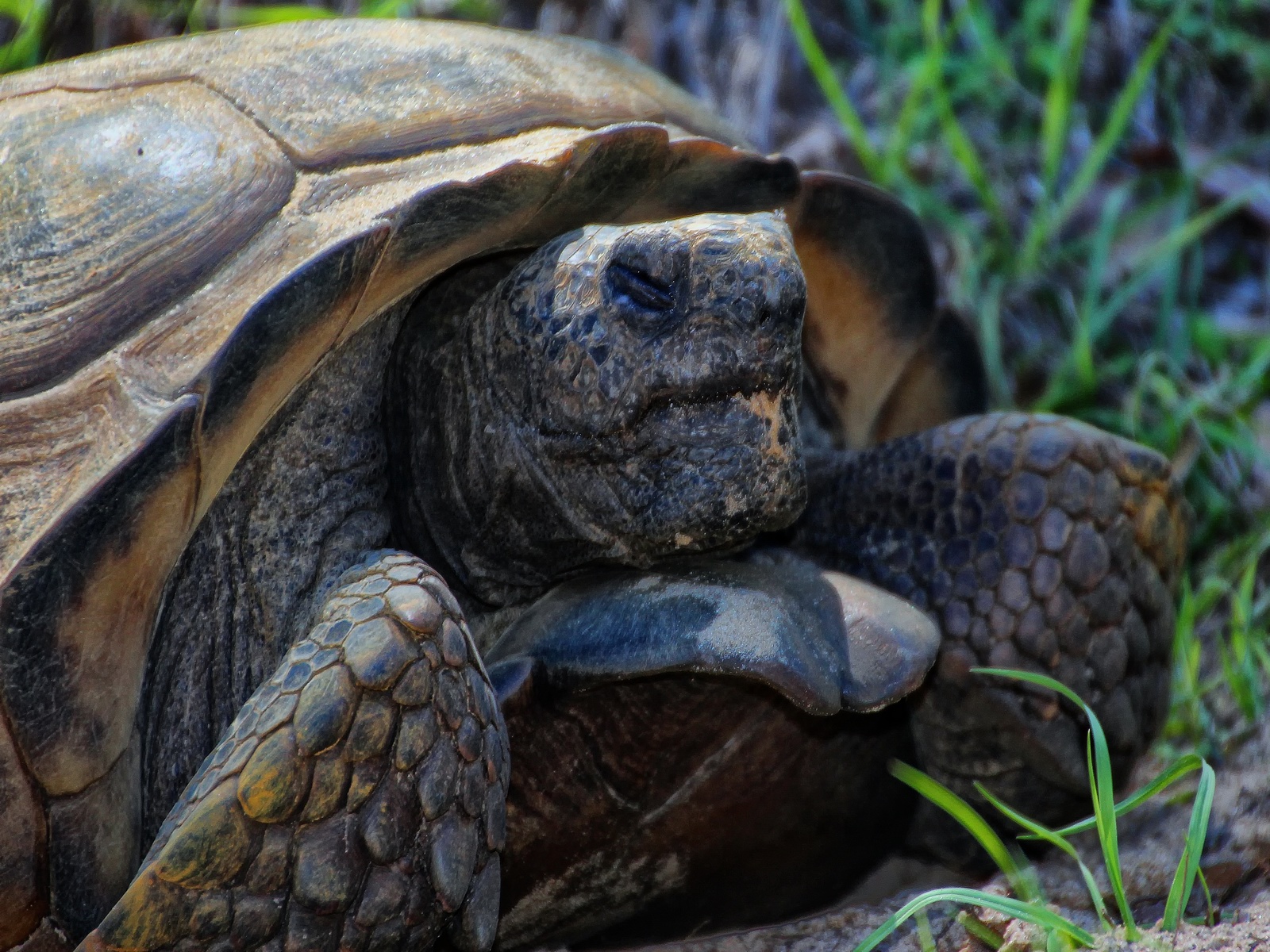 The Gopher Tortoise burrows deep into the ground requiring 4 acres of area for each tortoise.