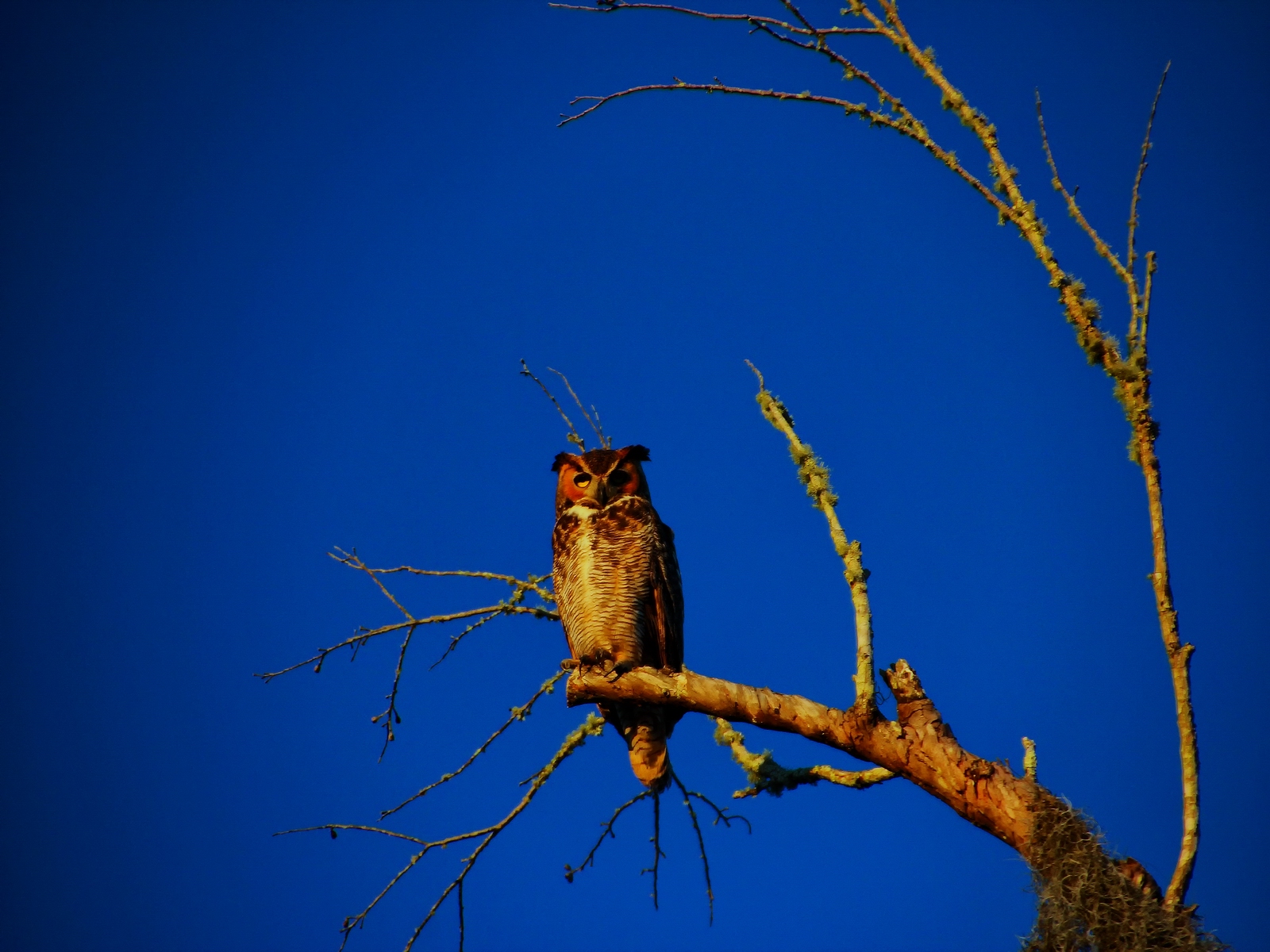 Facing West towards the setting sun his majestic hoot and presence honored the moment.