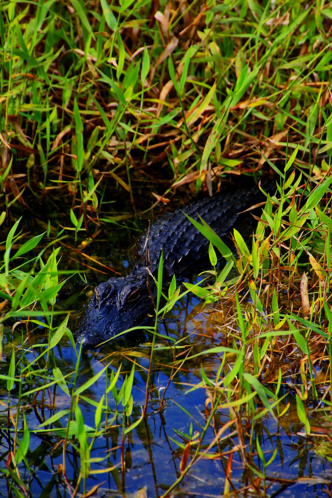florida, naples, collier county, crew bird rookery swamp trail,
