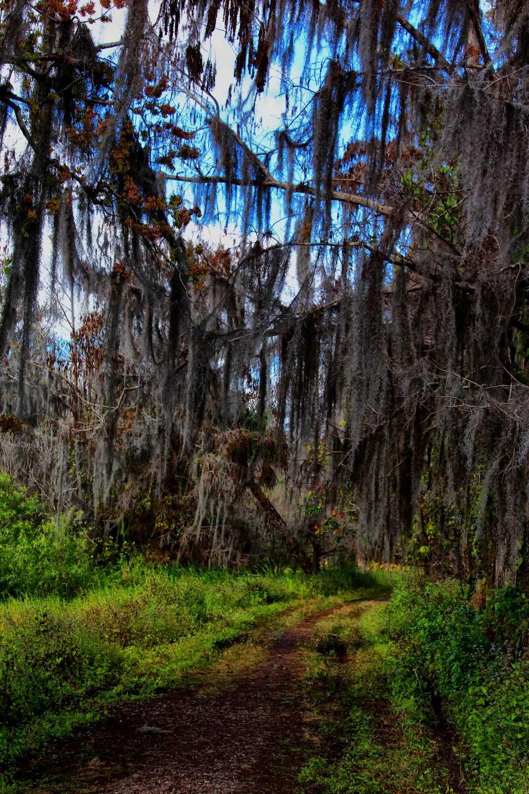 florida, naples, collier county, crew bird rookery swamp trail,