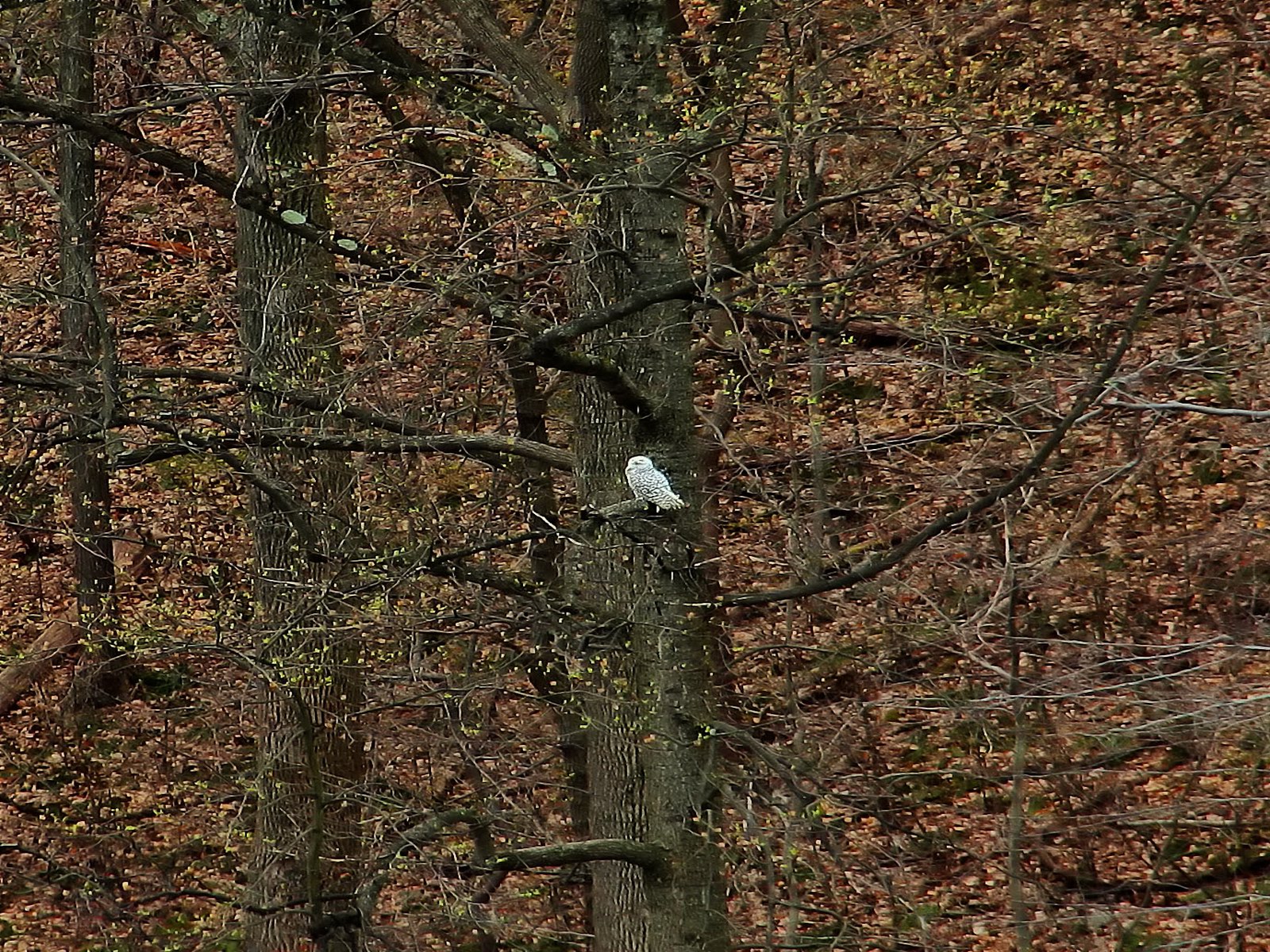 The Great White Snowy Owl flew many miles to this winter retreat in North Jersey.