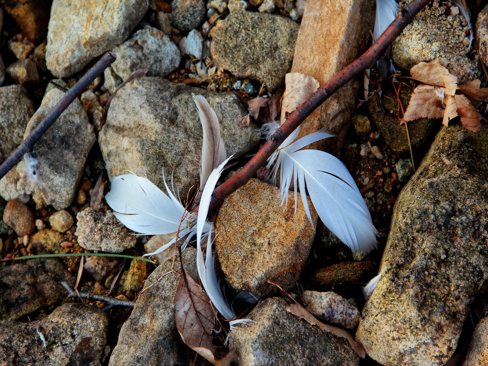 The departing Snow Geese left there gifts along the reservoirs shoreline.