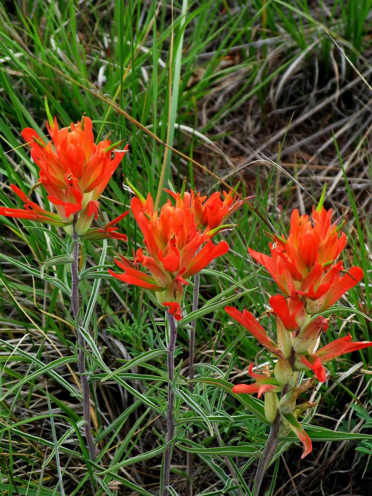 The flowers of the Indian Paintbrush are edible and were eaten by local Native Americans.