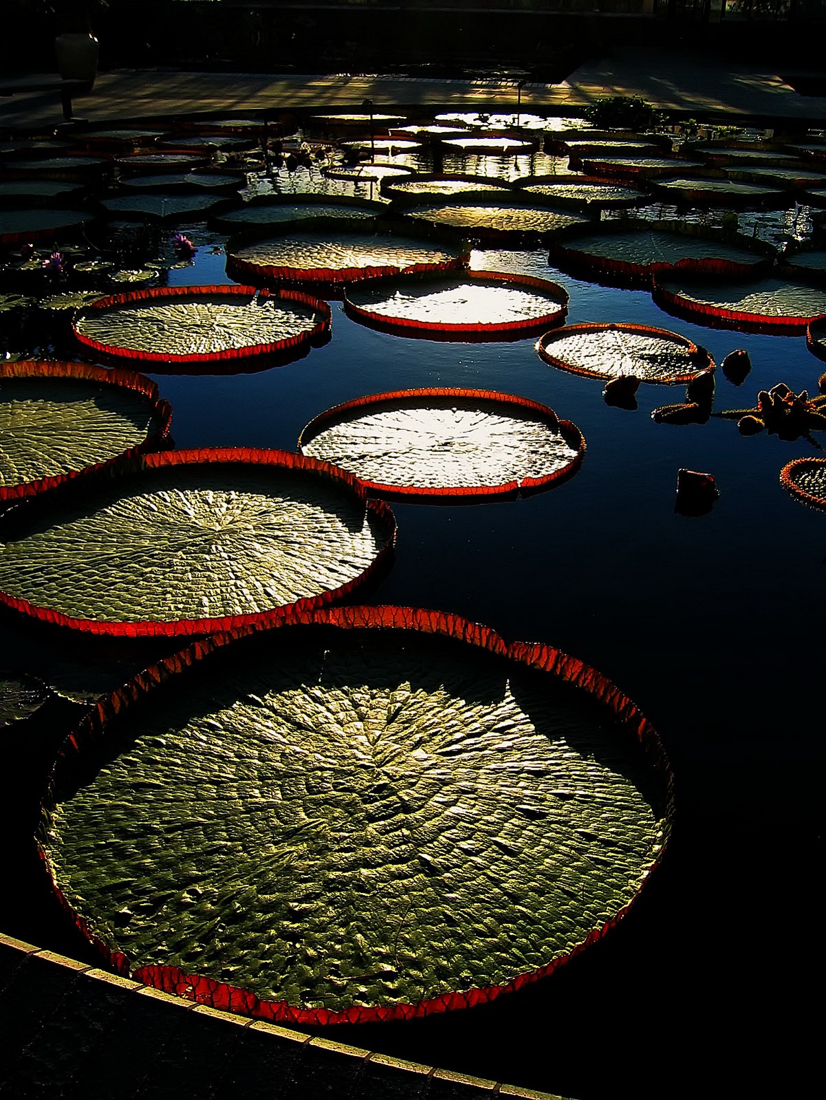 A group of giant water platters Victoria  Longwood Hybrid soak in the last rays of sun.