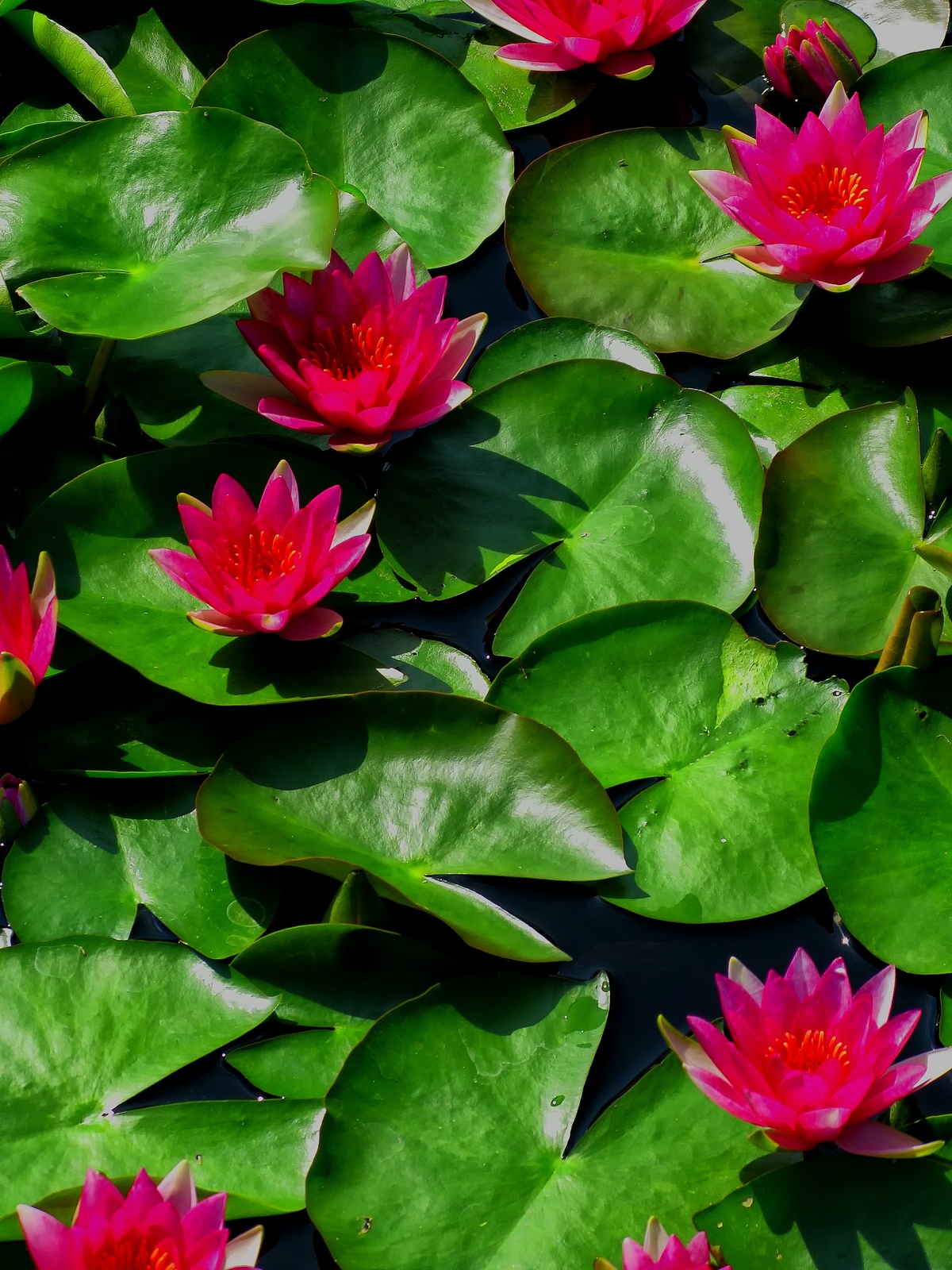 Tropical aquatics came to Longwood Gardens in 1957.