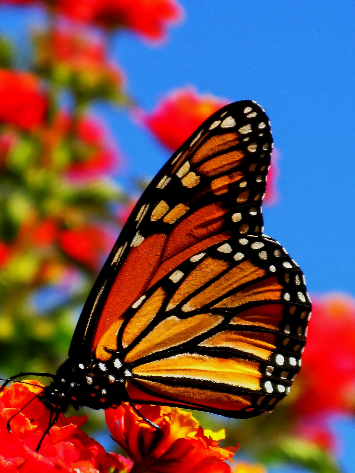 Adult Monarch Butterflies can eat the nectar from any flower, but younger ones need a diet of milkweed.