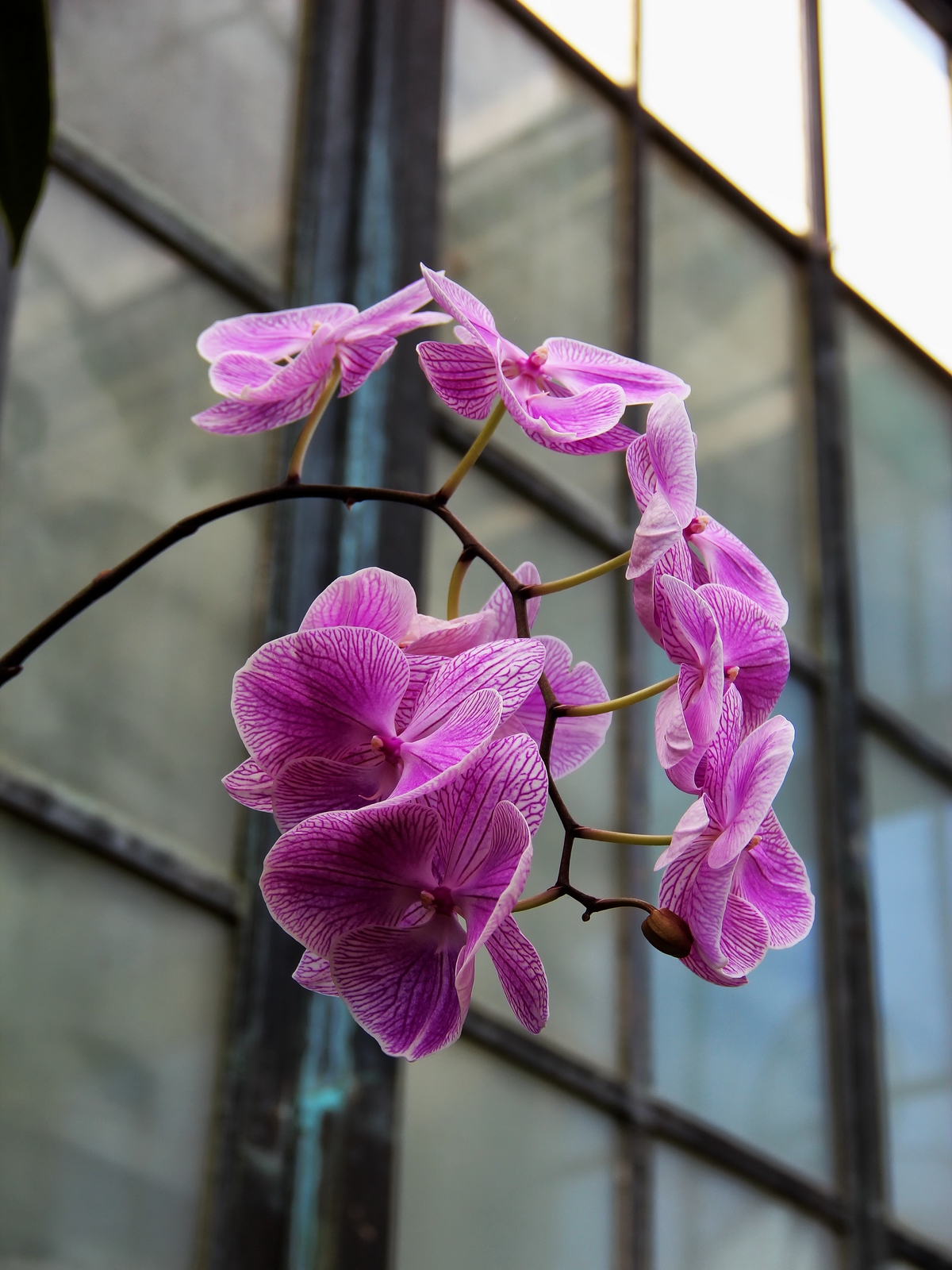 Orchids welcome visitors inside the Conservatory.