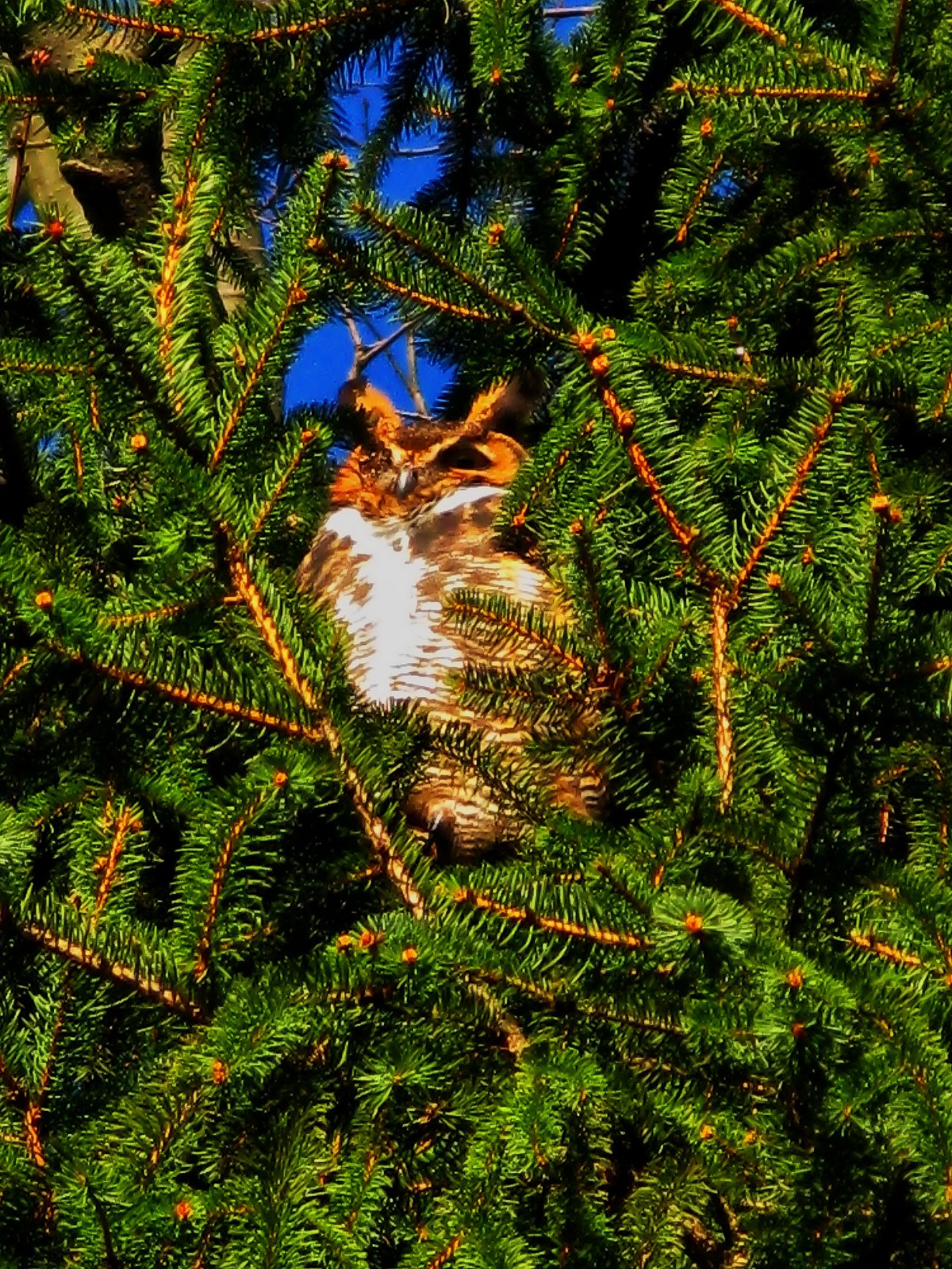 The Great Horned Owl has seen many battles with his last remaining eye.