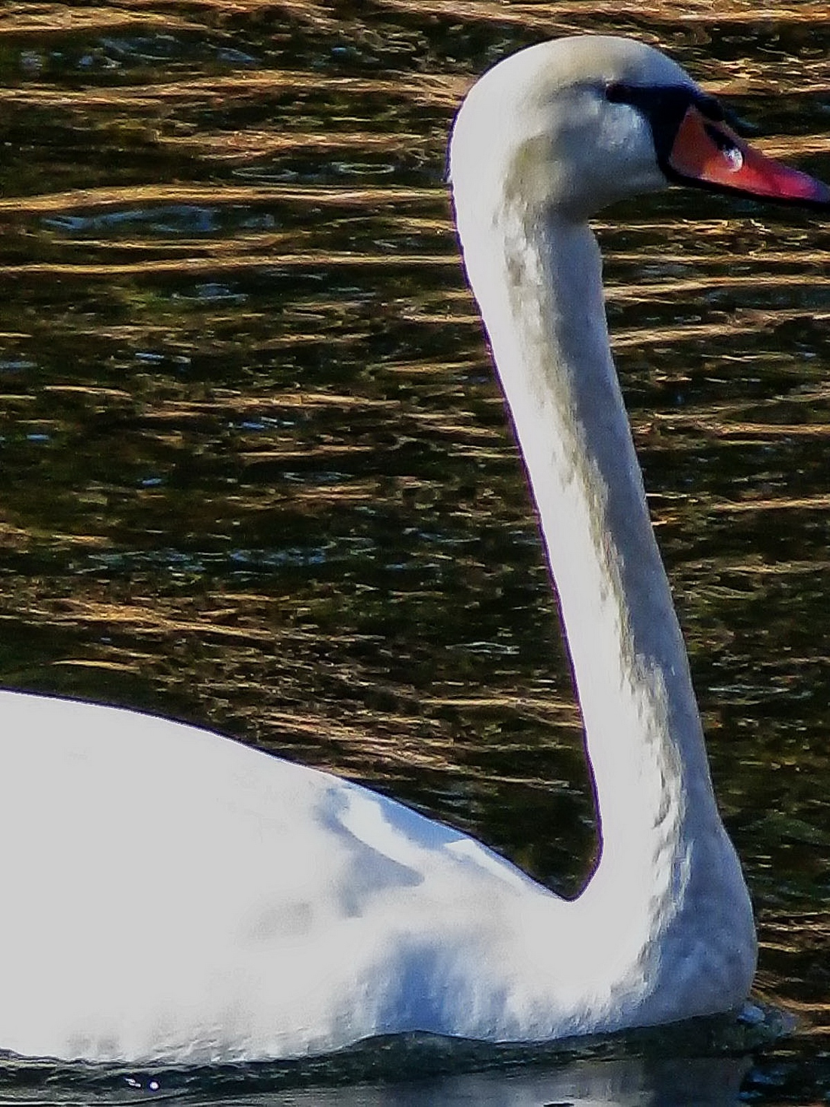 The large Swan has no problem making waves along the Little Lehigh River.