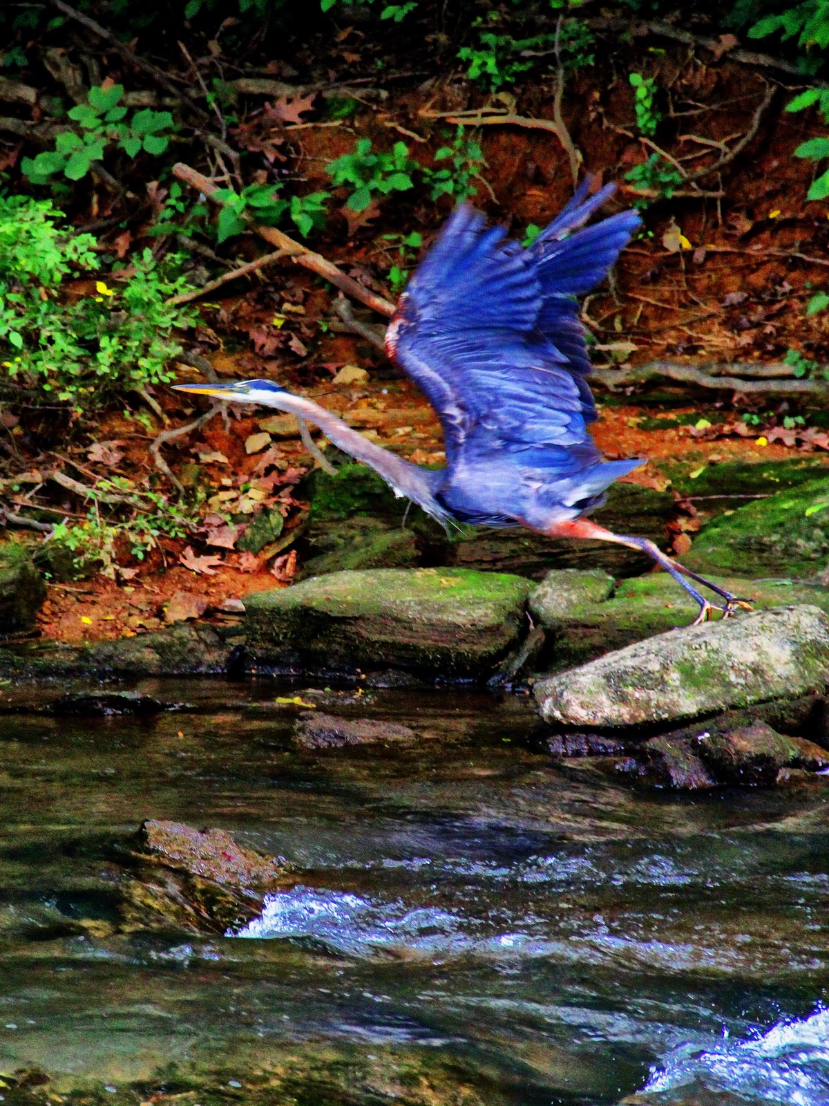 This Great Blue Heron has both feet on the ground and his mind in the clouds.