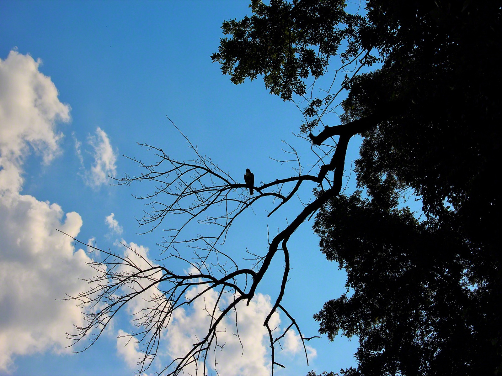 The Red Tailed Hawk watches for movements in the grass.