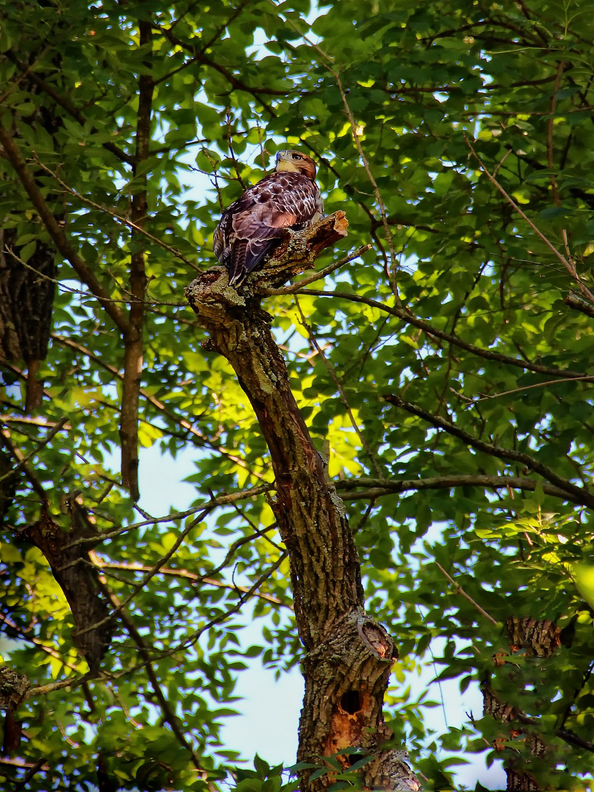 A young Red Tailed Hawk waited anxiously for mom to bring lunch.